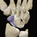 Image from The Interactive Hand CD