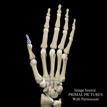 Thumb Distal Phalanx